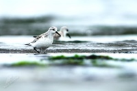 Jespak pisecny - Calidris alba - Sanderling 3171